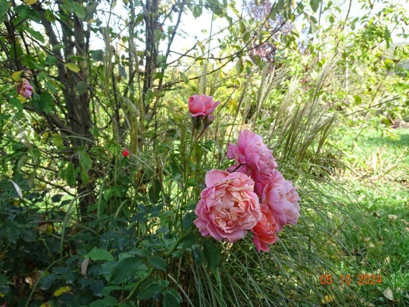  - Trandafiri 2024 4