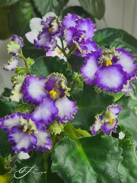 Curly Ocean - Violete de colectie