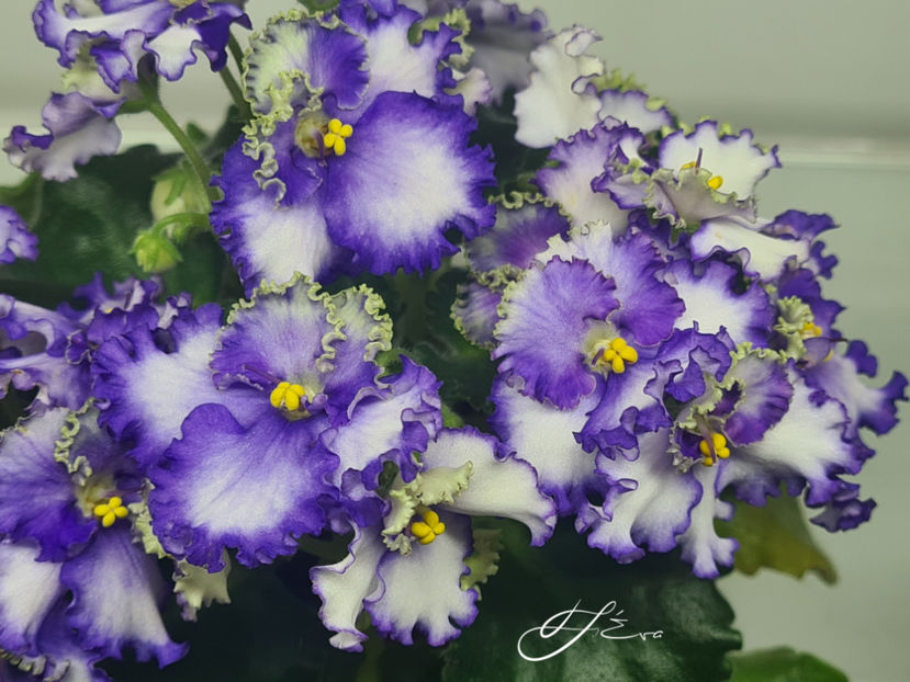 Curly Ocean - Violete de colectie