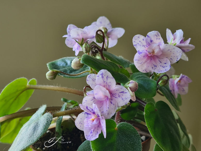 Rob s Boolaroo - Violete de colectie