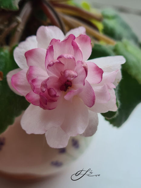 Lituanika - Violete de colectie