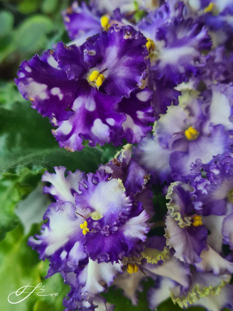 Curly Ocean - Violete de colectie