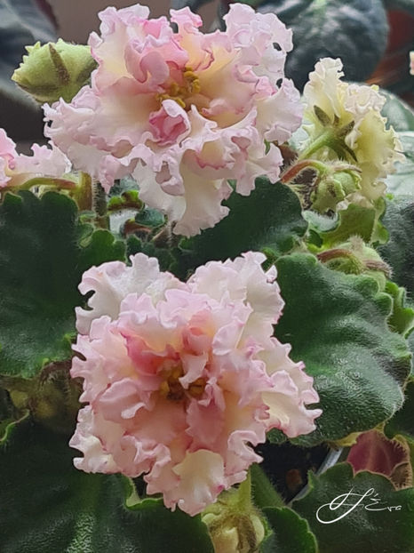 LE-Zlato Skifov - Violete de colectie