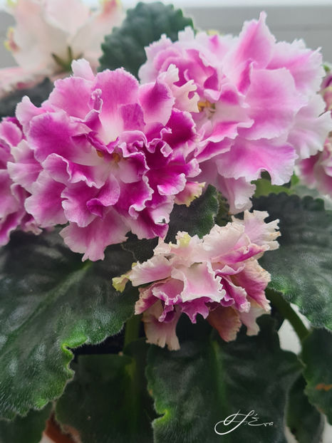 RS-Ledyanaya Rosa - Violete de colectie