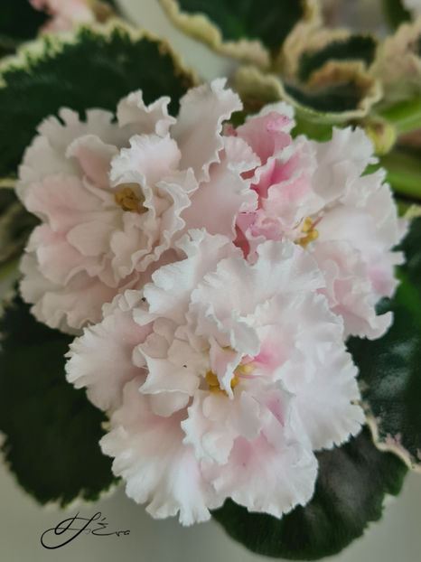 LE-Elegance - Violete de colectie