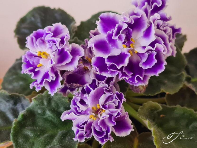 LE-Rozmari sport - Violete de colectie