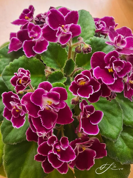 Mac s Glacial Grape - Violete de colectie