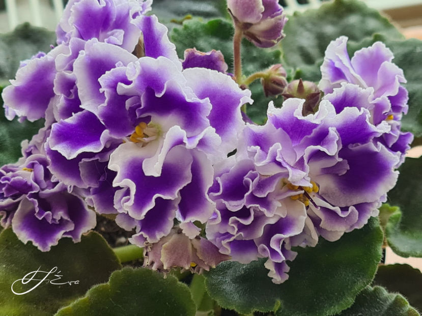 LE-Rozmari sport - Violete de colectie