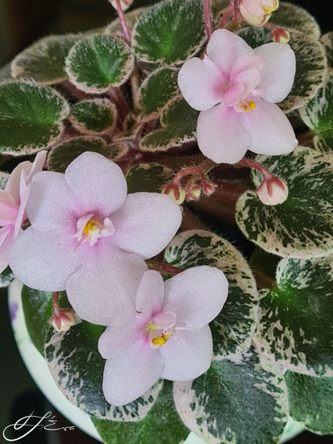 Pink Dove - Violete de colectie