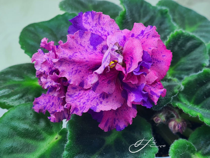 Psichedelik Show - Violete de colectie