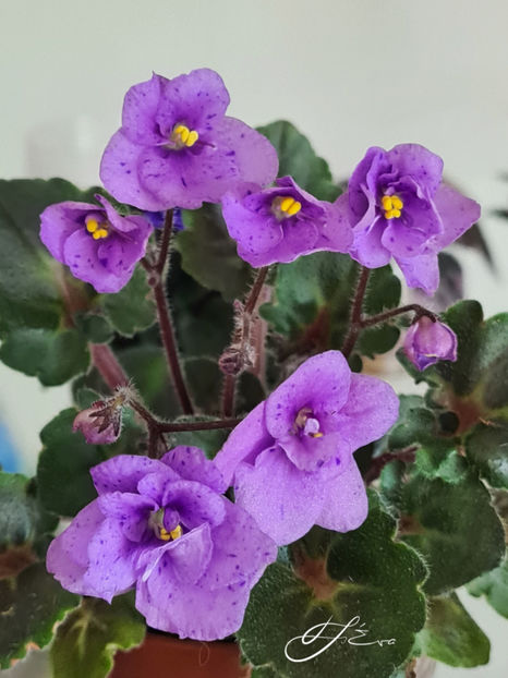 Skagit Victory trail - Violete de colectie