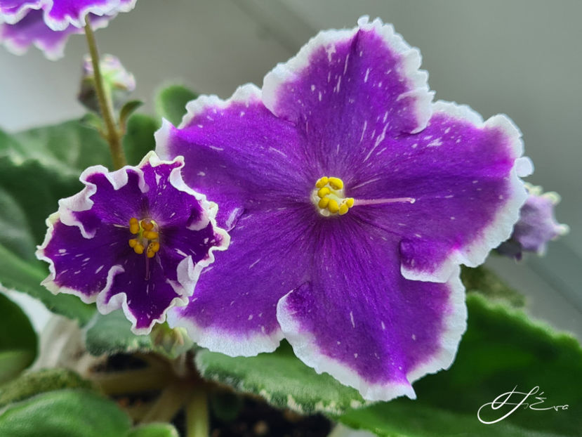 LE-Galaktik Storm - Violete de colectie