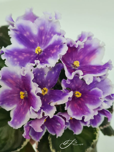 VaT-Tsar Goroh - Violete de colectie