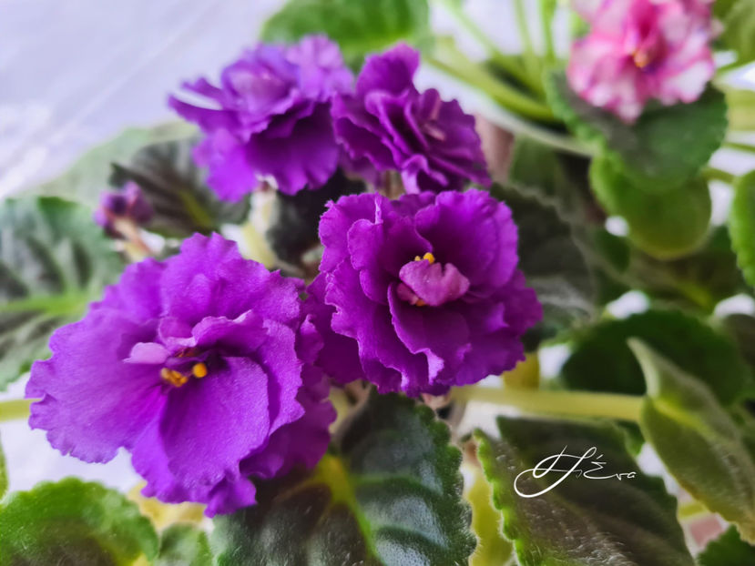 Psichedelik Show - Violete de colectie