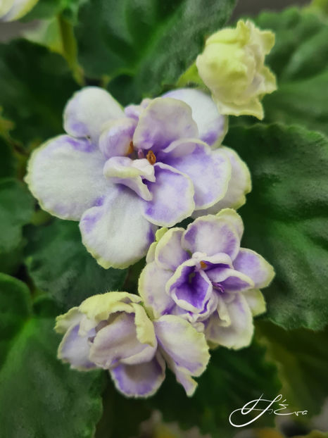 Geneva Wonder - Violete de colectie