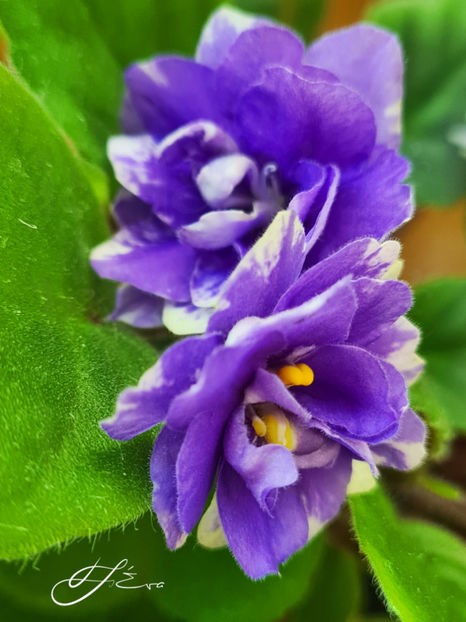 LE-Goluboi Potok - Violete de colectie