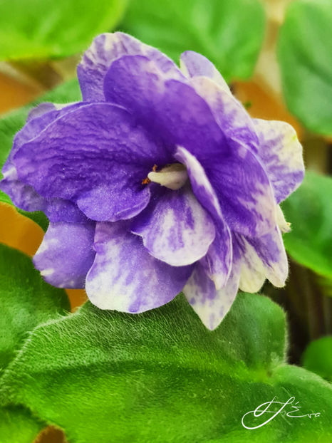 LE-Goluboi Potok - Violete de colectie