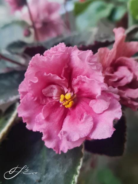 DN-Porcelain Lady - Violete de colectie