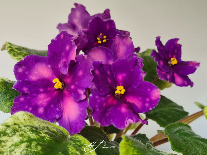 SV-Gorod Sevastopol - Violete de colectie