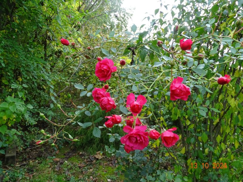  - Trandafiri 2024 4