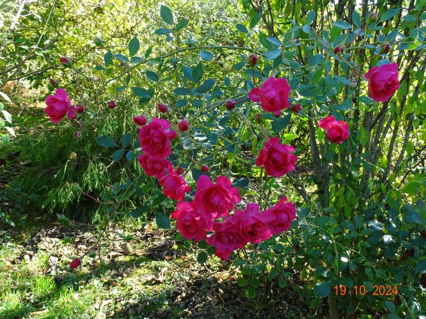  - Trandafiri 2024 4