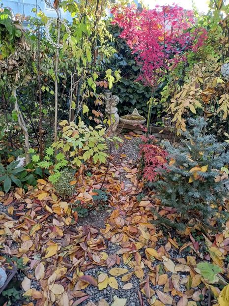 05.11.2024 - Grădina 2024 continuare 5