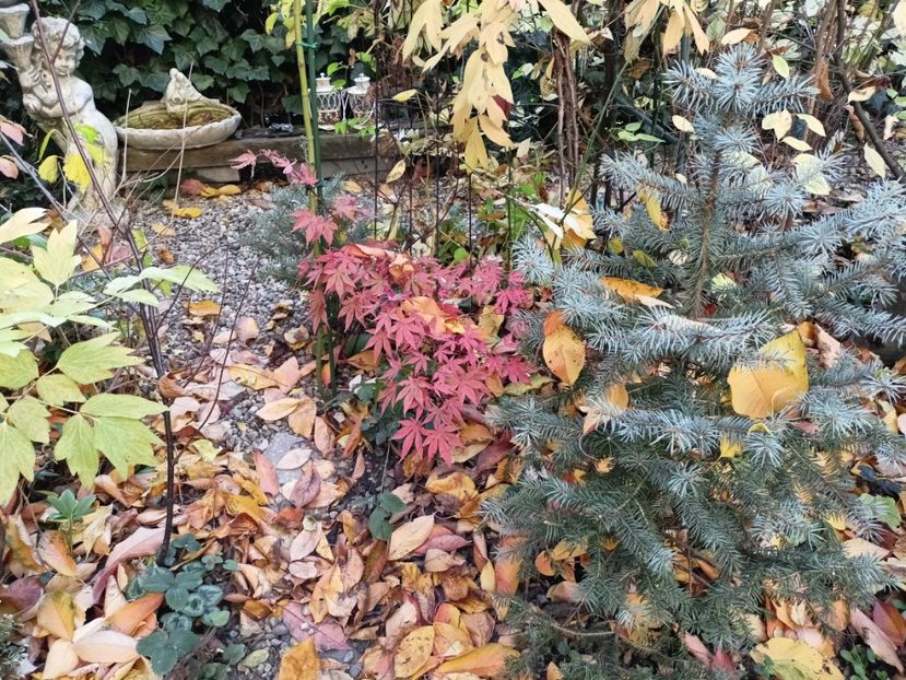 Atropurpureum - Grădina 2024 continuare 5