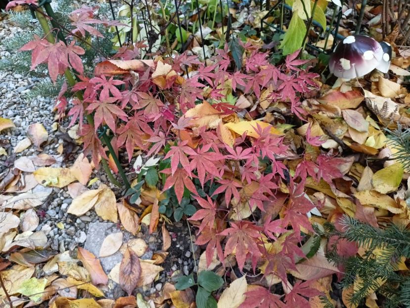  - Grădina 2024 continuare 5