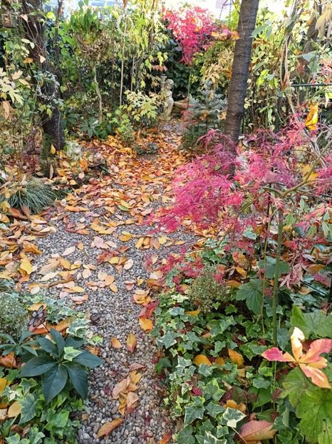  - Grădina 2024 continuare 5