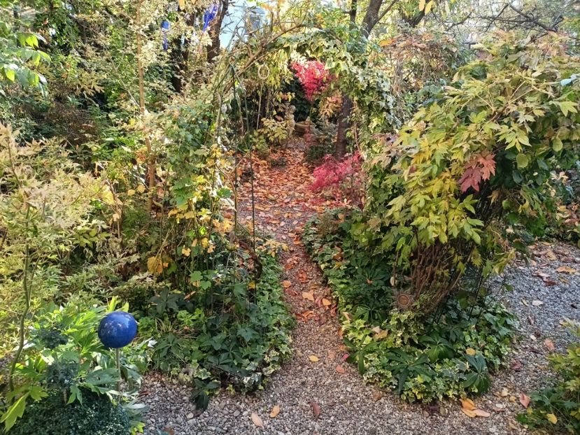  - Grădina 2024 continuare 5