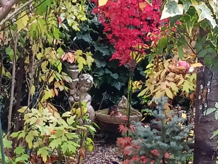 Mierla și vrabia la scăldat - Grădina 2024 continuare 5