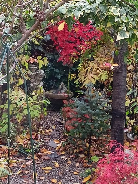  - Grădina 2024 continuare 5