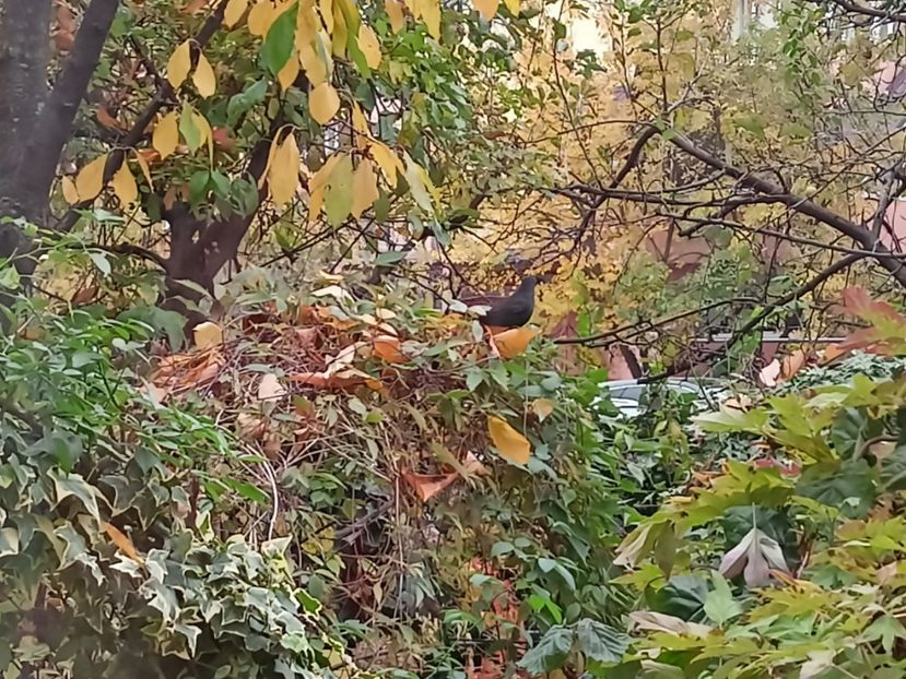  - Grădina 2024 continuare 5