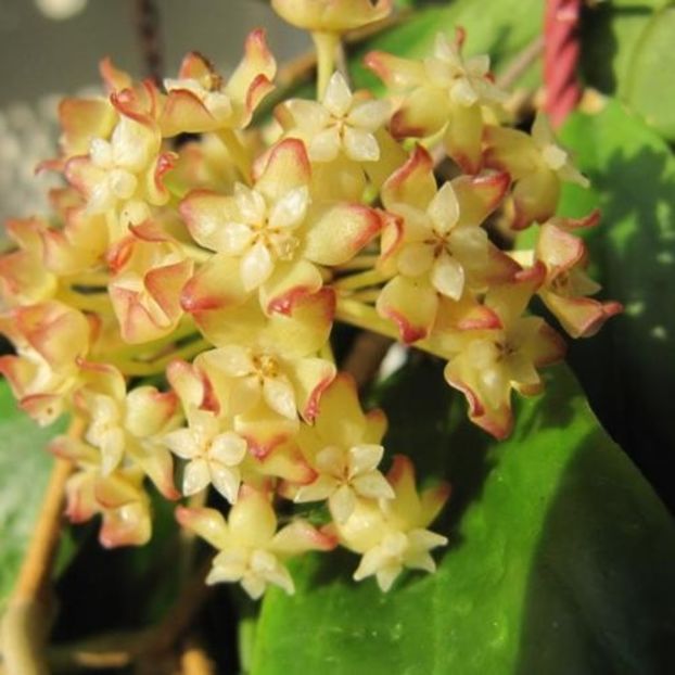 Hoya Crassicaulis MC - 00 HOYA-Lacrima Maicii Domnului sau Nectarul Zeilor
