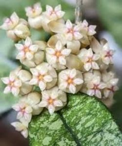 Hoya crassipetiolata Splash - 00 HOYA-Lacrima Maicii Domnului sau Nectarul Zeilor