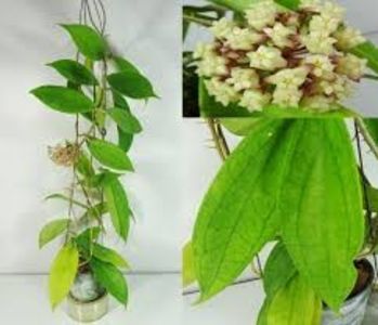 Hoya CV Jennifer MC - 00 HOYA-Lacrima Maicii Domnului sau Nectarul Zeilor