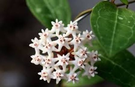 Hoya Elliptica - 00 HOYA-Lacrima Maicii Domnului sau Nectarul Zeilor