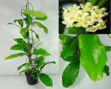 Hoya erythrina - 00 HOYA-Lacrima Maicii Domnului sau Nectarul Zeilor