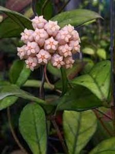 Hoya hainanensis - 00 HOYA-Lacrima Maicii Domnului sau Nectarul Zeilor