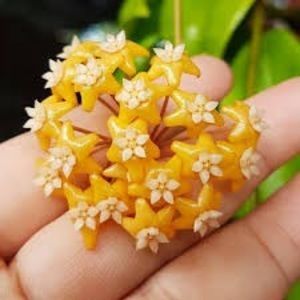 Hoya Ilagiorum Orange - 00 HOYA-Lacrima Maicii Domnului sau Nectarul Zeilor
