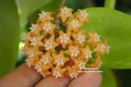Hoya Ilagiorum Yellow - 00 HOYA-Lacrima Maicii Domnului sau Nectarul Zeilor
