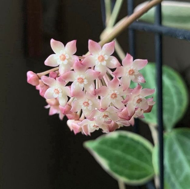 Hoya Latifolia Albomarginata - 00 HOYA-Lacrima Maicii Domnului sau Nectarul Zeilor