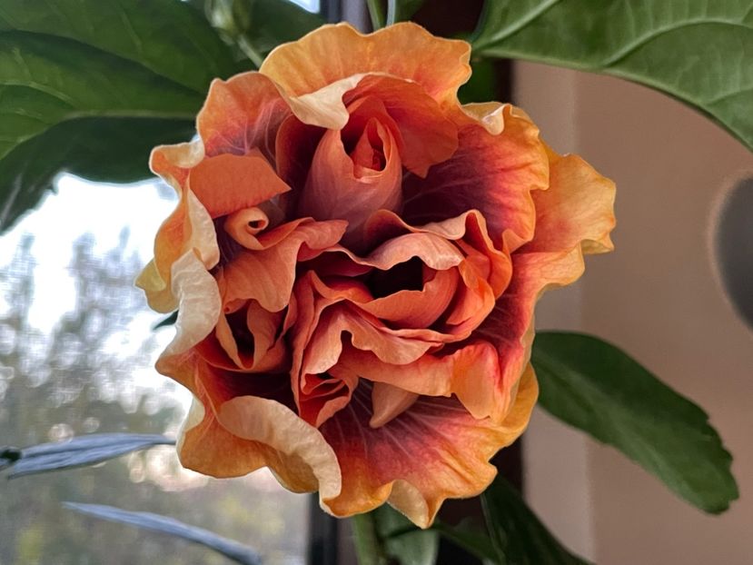  - Wind Rosa Feng Xiajunr