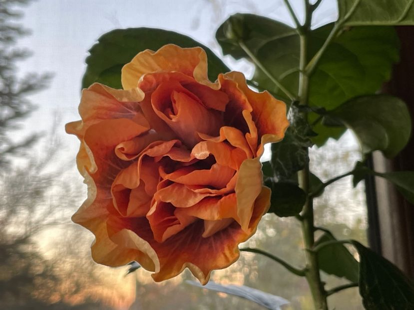  - Wind Rosa Feng Xiajunr