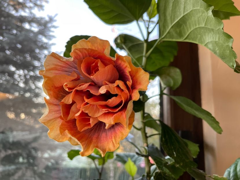  - Wind Rosa Feng Xiajunr