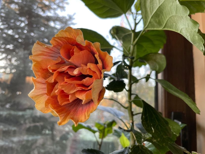  - Wind Rosa Feng Xiajunr