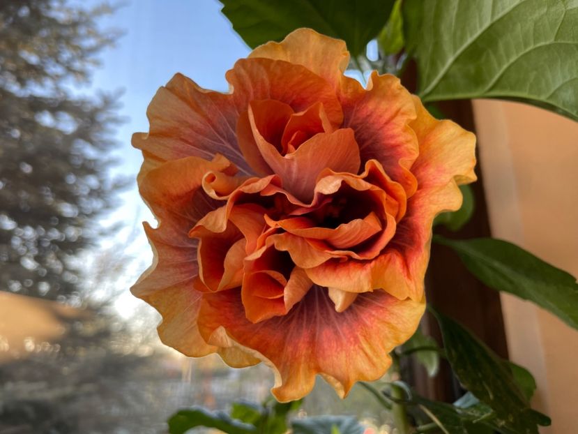  - Wind Rosa Feng Xiajunr