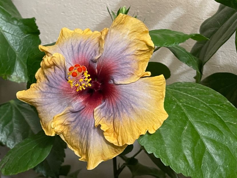  - 001 - Hibiscusi 2024 - 2