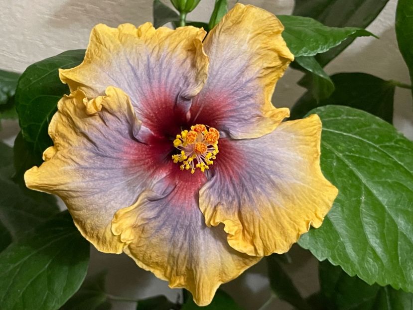  - 001 - Hibiscusi 2024 - 2