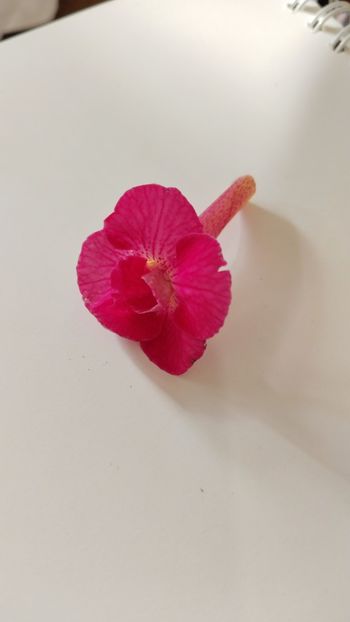  - 2024-RF s SILVIA MARINOVICI